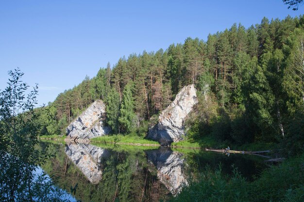 Zdjęcie widok na drzewa w tle czystego nieba