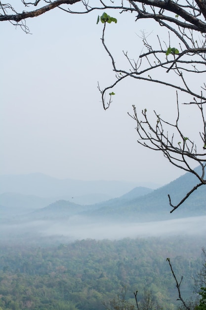 widok na góry parku narodowego Mae wong z żabą