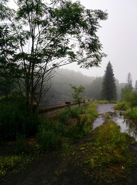 Zdjęcie widok na jezioro i drzewa na tle góry w mglistą pogodę