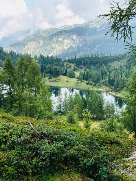 Widok na jezioro i drzewa na tle nieba