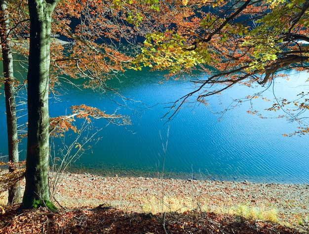 Widok na jezioro Mountain Synevir przez jesienne gałązki drzew