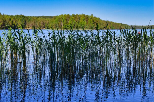 Widok Na Jezioro Na Tle Jasnego Niebieskiego Nieba