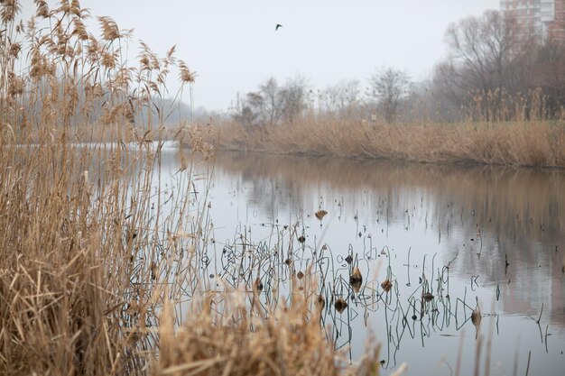 Zdjęcie widok na jezioro na tle nieba