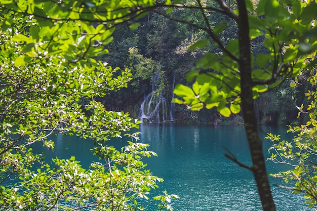 Widok na jezioro przez drzewa