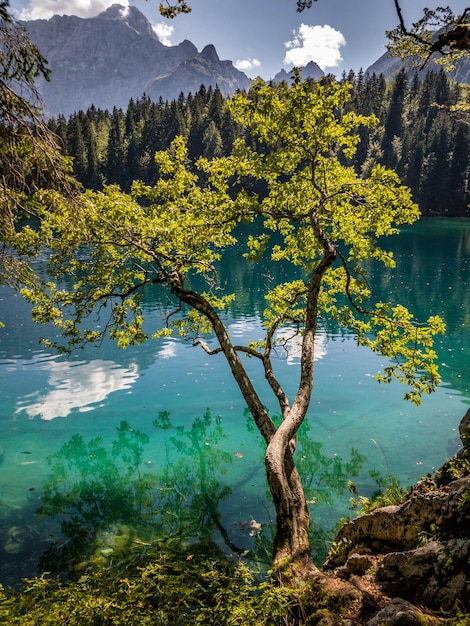 Zdjęcie widok na jezioro z drzewami w tle