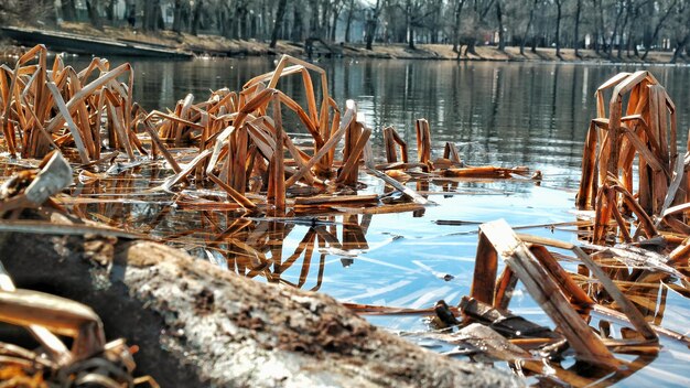 Zdjęcie widok na jezioro