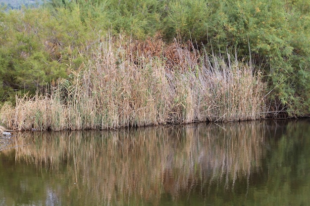 Zdjęcie widok na jezioro