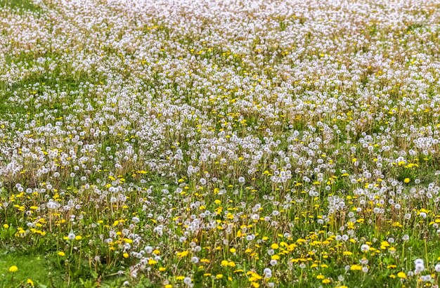 Widok na kwitnące rośliny na polu