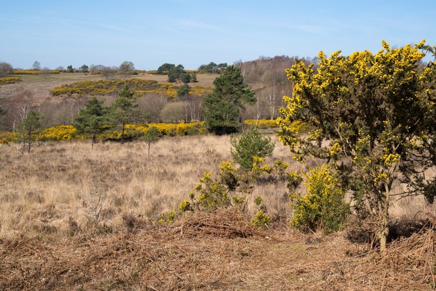 Widok na las Ashdown w East Sussex w słoneczny wiosenny dzień