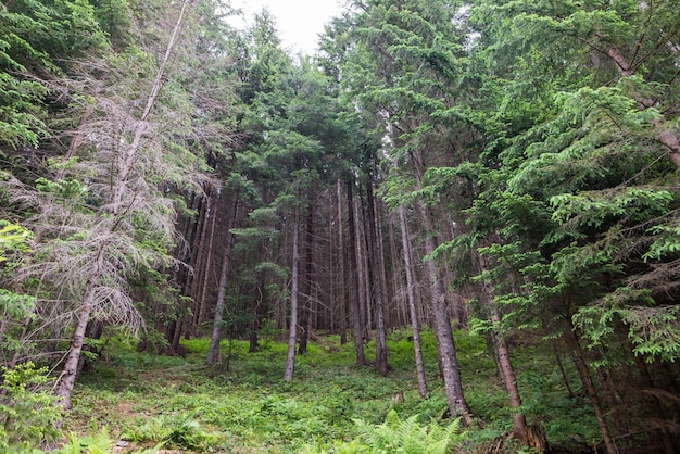 Widok na las drzew Karpaty Przyroda Karpat Ukraińskich