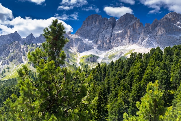 Widok Na Las Latem Na Tle Gór We Włoskich Dolomitach