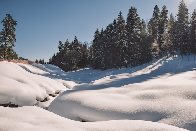 Widok na las pokryty śniegiem