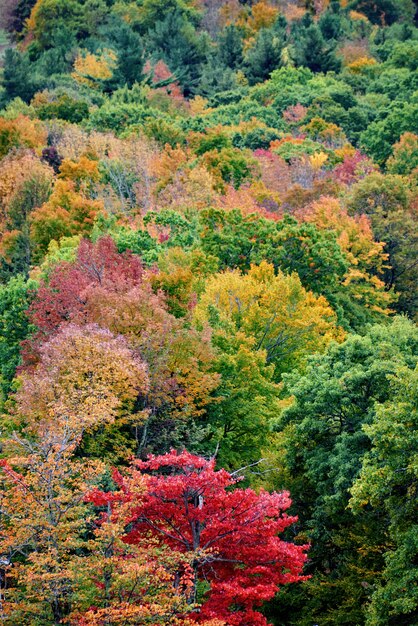 Widok na las w jesienny dzień