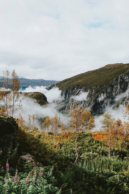 Zdjęcie widok na las w odda, norwegia