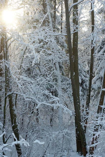 Widok na las z drzewami pokrytymi śniegiem i oświetlonymi słońcem, zimowy krajobraz