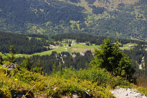 Zdjęcie widok na las