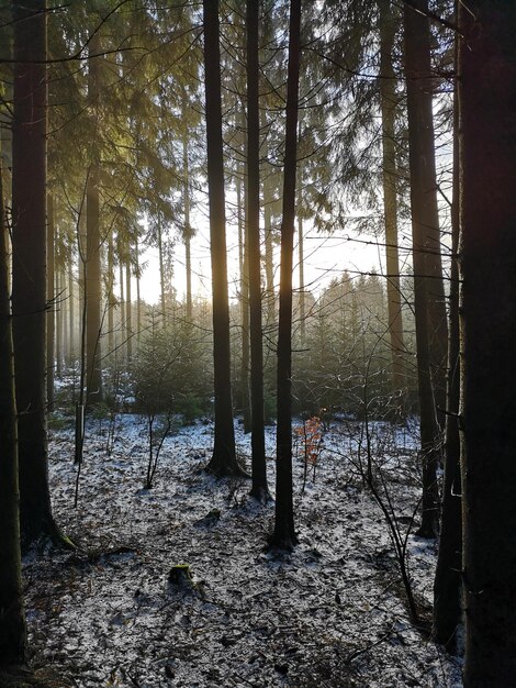 Zdjęcie widok na las