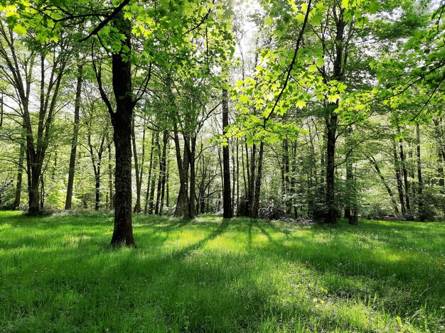 Zdjęcie widok na las