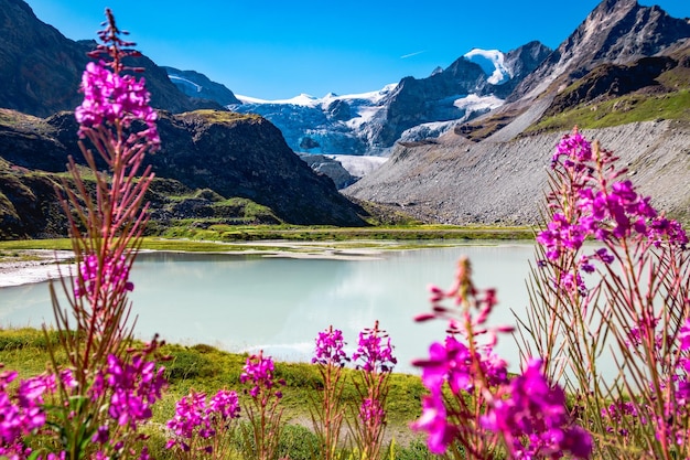 Widok na lodowiec Moiry z jeziora Lac de Chateaupre w otoczeniu kwiatów w Szwajcarii