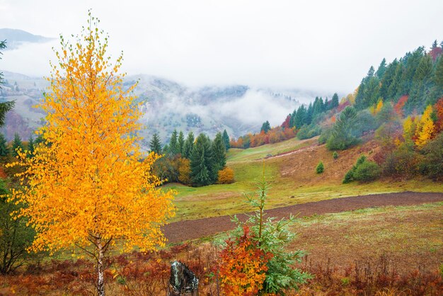 Widok na majestatyczny górski las i wspaniałe mgliste wzgórze z kolorowymi drzewami iglastymi
