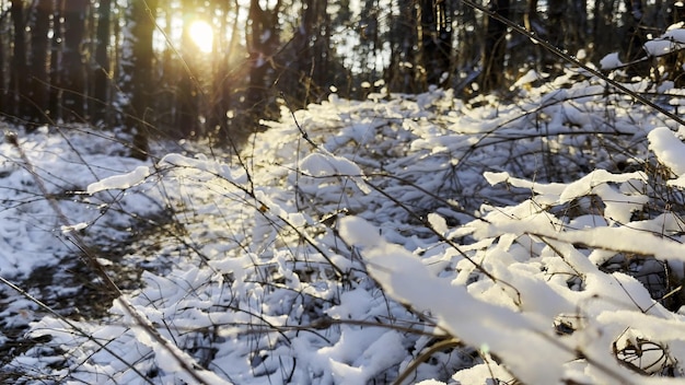 Widok na malowniczy las sosnowy pokryty białym śniegiem Jasne światło słoneczne świeci przez pnia drzew