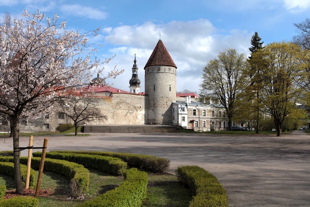 Widok na mury chroniące stare miasto w Tallinie i mur obronny kościoła św. Olafa przy źródle