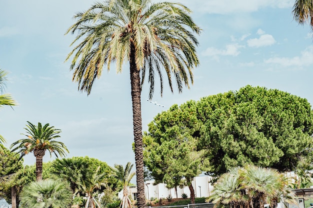 Widok Na Nadbrzeżny Bulwar Promenade Des Anglais I Słynną Zatokę Aniołów W Nicei Latem We Francji