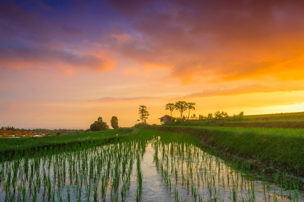 Widok Na Nowo Obsadzone Pola Ryżowe Z Zielonym Ryżem W Ognistoczerwonym Zachodzie Słońca W Północnym Bengkulu W Indonezji