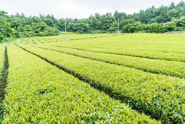 Widok na ogród organiczny herbaty