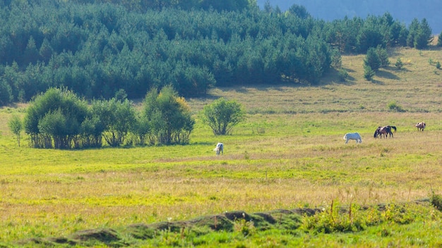 Widok Na Pasące Się Konie W Zielonych Górach, Tuszetii, Gruzja. Podróż