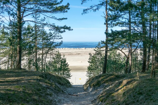 Widok na piaszczystą plażę Morza Bałtyckiego z lasem sosnowym obok