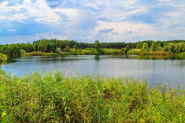 Widok na piękne jezioro w sosnowym lesie latem