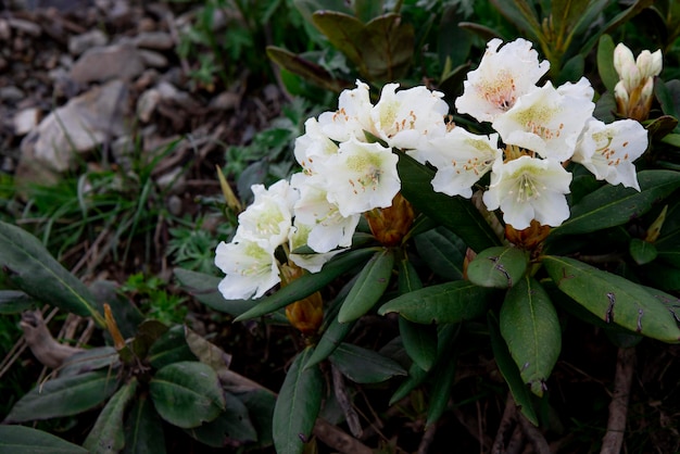 Widok na piękny biały rododendron