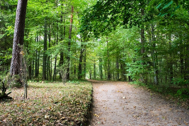 Widok na piękny jesienny las