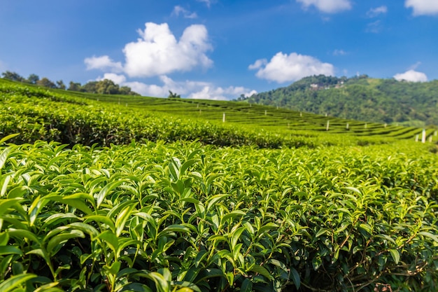 Zdjęcie widok na plantację herbaty w doi mae salong chiang rai tajlandia jest najlepszym miejscem turystycznym i zabytkiem chiang rai