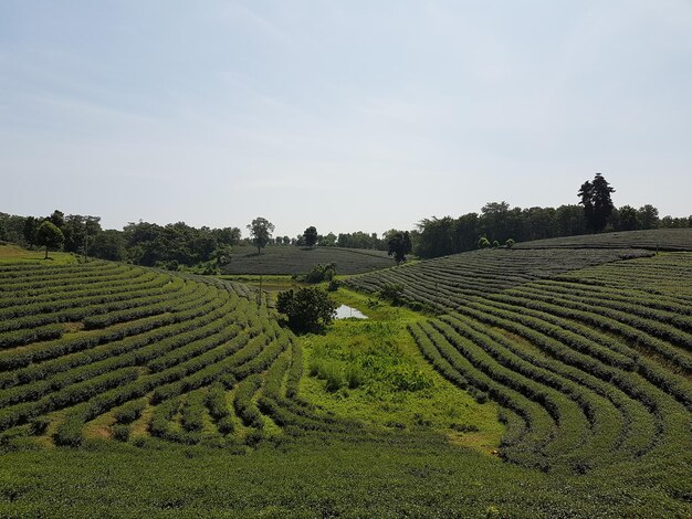 Widok na plantacje herbaty w tle nieba