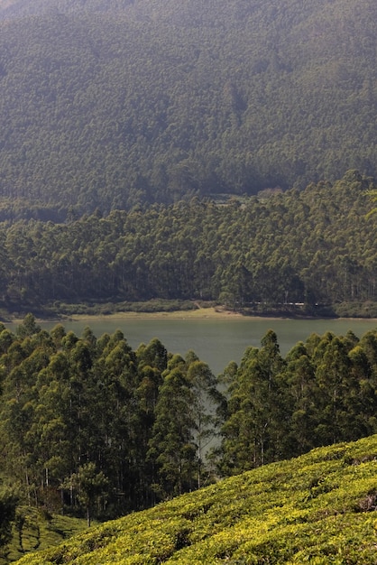 Widok na plantację herbaty z jeziorem w tle