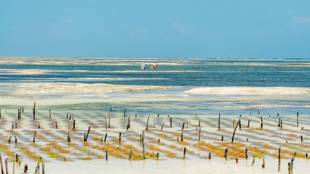 Widok na plantację wodorostów na wyspie Zanzibar, Tanzania.