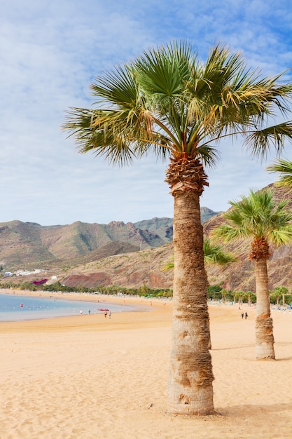 Widok na plażę Las Teresitas z palmą w słoneczny letni dzień, Teneryfa, Wyspy Kanaryjskie