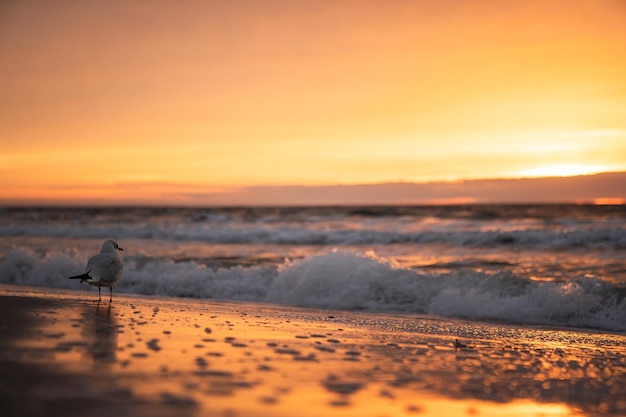 Widok na plażę na tle nieba podczas zachodu słońca