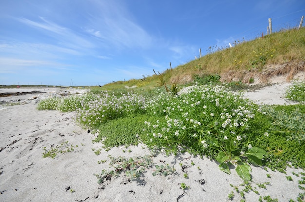 Zdjęcie widok na plażę na tle nieba