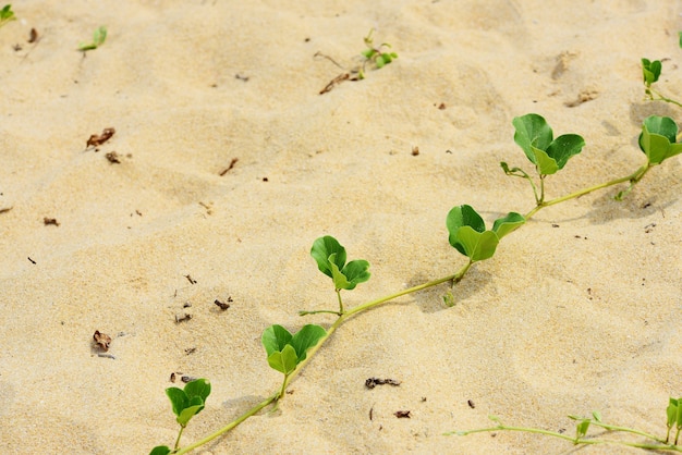 Zdjęcie widok na plażę z białym piaskiem i rośliny