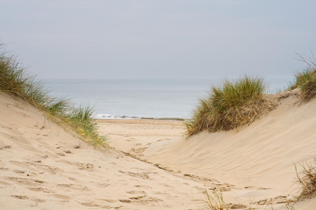 Zdjęcie widok na plażę ze ścieżki piasku między wydmami na holenderskiej linii brzegowej trawy marram holandii