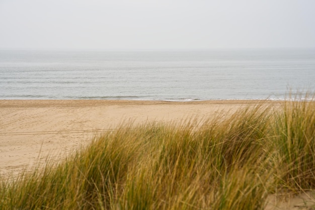 Widok na plażę ze ścieżki piasku między wydmami na holenderskiej linii brzegowej trawy marram holandii