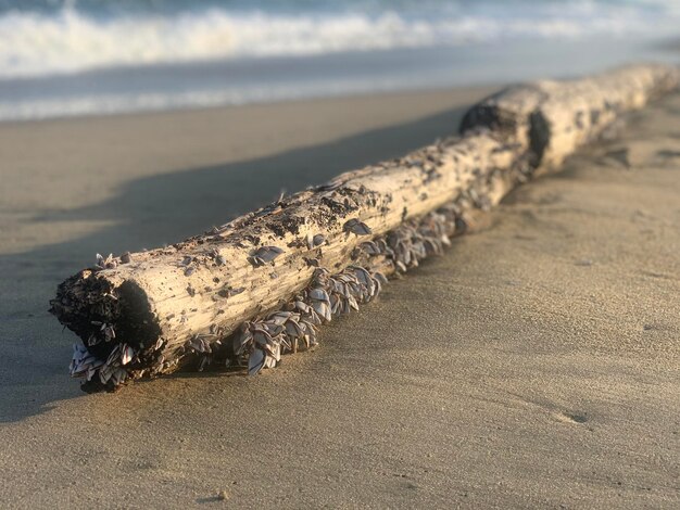 Zdjęcie widok na plażę