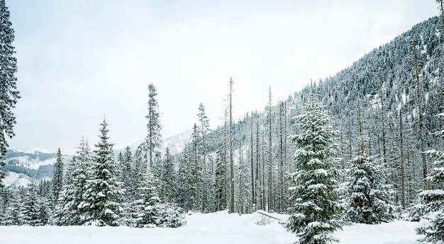 Widok Na Pobliskie Góry Podąża Drogą Do Morskiego Oka Zimą Zakopane