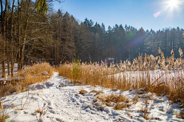 Widok Na Pokryty śniegiem Krajobraz Na Tle Nieba