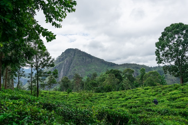 Widok Na Pola Herbaty Pod Górami Skalistymi Mały Szczyt Adama, Ella, Sri Lanka