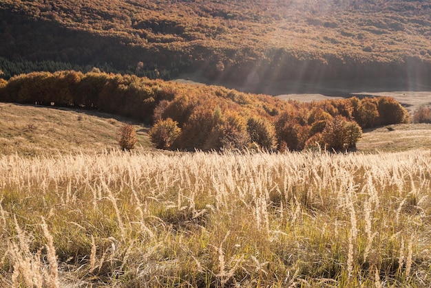 Widok na pola pszeniczne