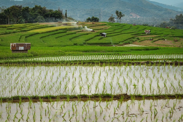 Zdjęcie widok na pola ryżowe